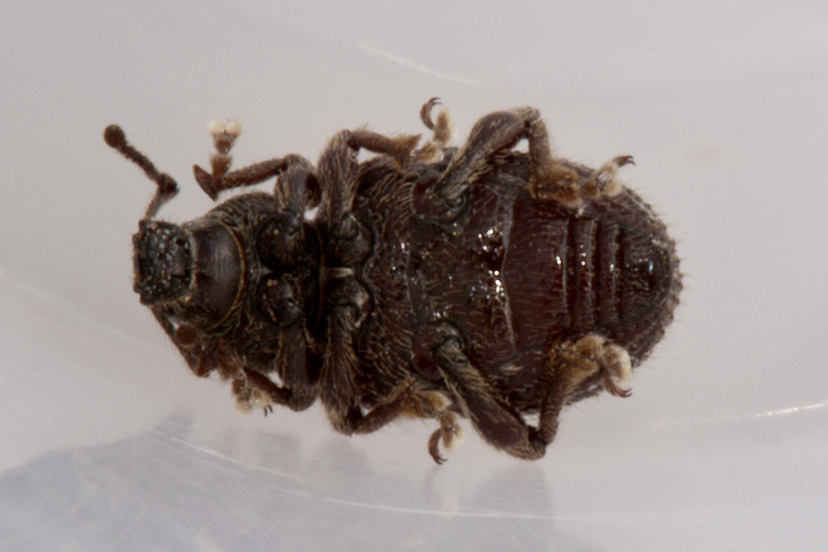 Curculionidae: Otiorhynchus indefinitus?  S !